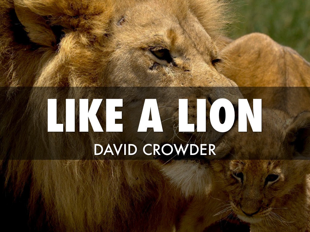 Like A Lion Like A Lion
